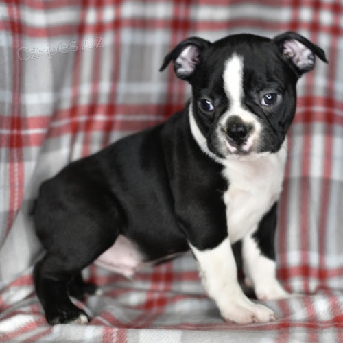 Prod�m o�kovan� �t��ata bostonsk�ho teri�ra