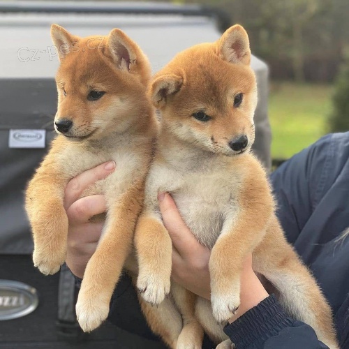 Prod�m mini o�kovan� a od�erven� �t��ata SHIBA INU
