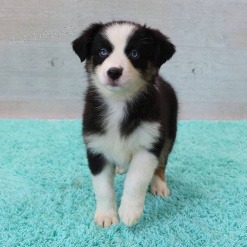 Prod�m �t��ata australsk�ho ov��ka