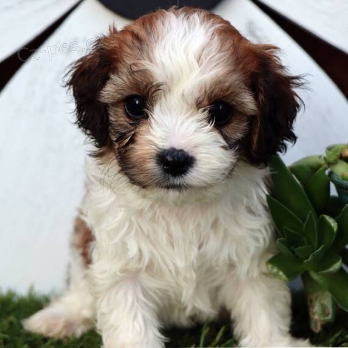 Cavachon �t��ata na prodej.