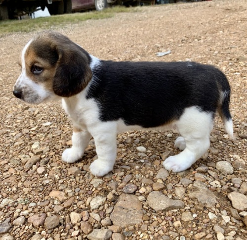 Prod�m o�kovan� �t��ata b�gla.