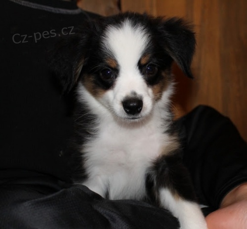 PROD�M O�KOVAN� �t��ata miniaturn�ho americk�ho ov��ka