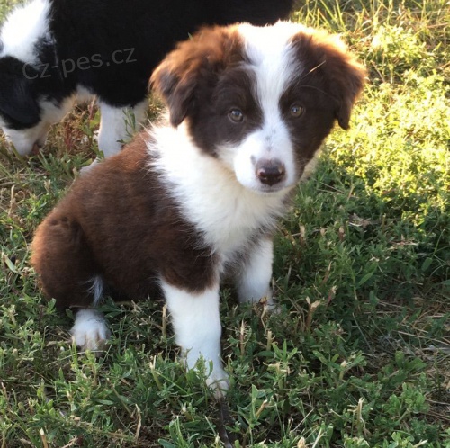 PROD�M miniaturn� �t��ata americk�ho ov��ka