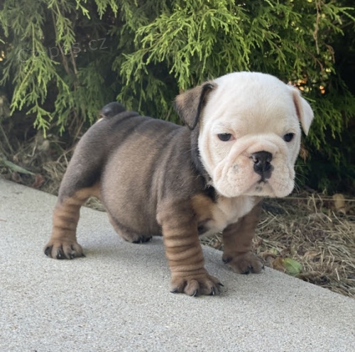 Prod�m o�kovan� a od�erven� �t��ata anglick�ho buldo�ka