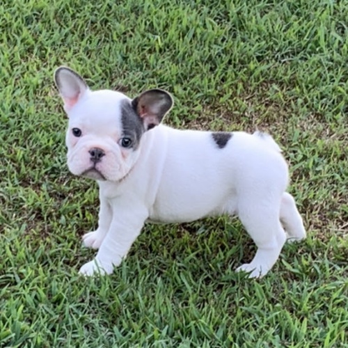 Prod�m ZDRAV� a O�KOVAN� �t��ata francouzsk�ho buldo�ka.