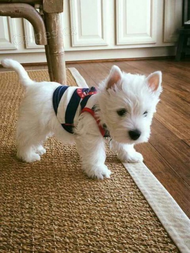 Prod�m �ty�i o�kovan� �t��ata West Highland White Terriers Nab�z�me k prodeji o�kovan� a od�erven� �t��ata West Highland White teri�r�.