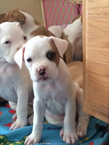 Prod�m o�kovan� a od�erven� �t��ata boxera