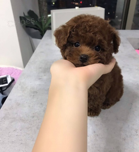 Prod�m �t��ata mini Pudla hra�ek