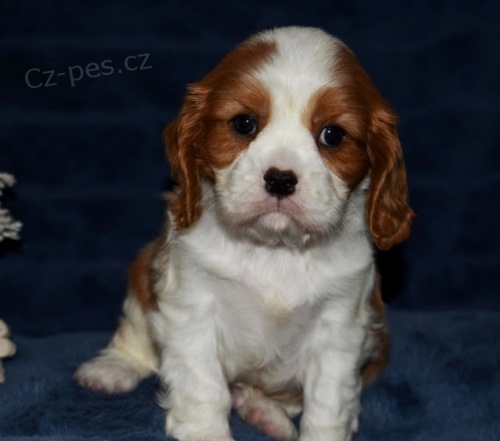 Prod�m o�kovan� a od�erven� �t��ata Kaval�r King Charles Spaniel.