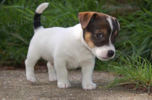 Prod�m �t��ata jack russell teri�ra