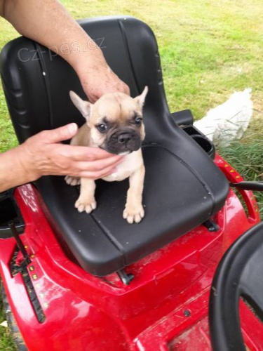 �t�n� fr. buldo�ka