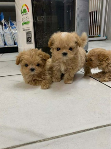 Prod�m mini hra�ku �t��ata Pudl�k� a fenek.