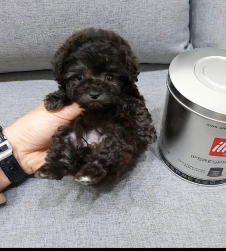 Prod�m o�kovan� �t��ata toy Pudla.