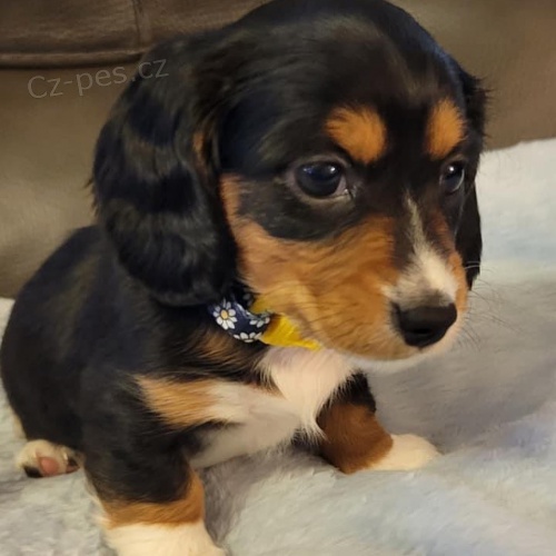 Prod�m zdrav� �t��ata dlouhosrst�ch trpasli��ch jezev��k�