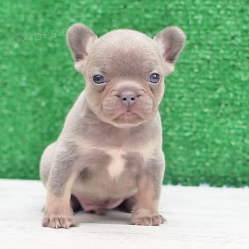 Prod�m �t��ata Mini F. buldoka.