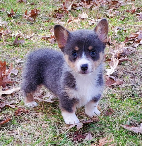 �t��ata Pembroke Welsh Corgi na prodej.