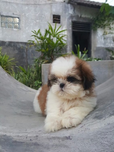Prod�m miniaturn�, zdrav�, o�kovan� a od�erven� �t��ata SHIH TZU