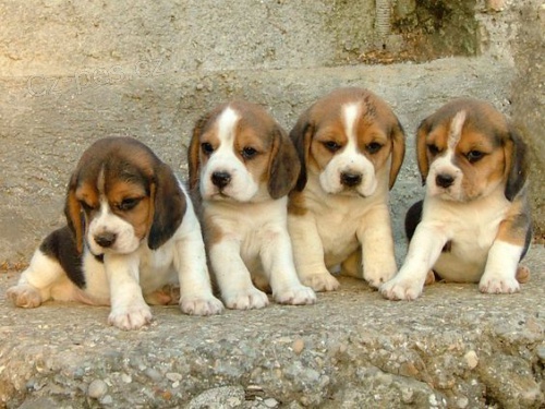 Prod�m �t��ata BEAGLES/BIGL/BIGLES.