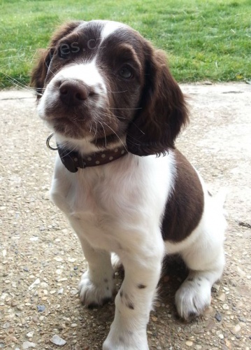 Prod�m zdrav�, o�kovan� �t��ata anglick�ho �pringr�pan�la.