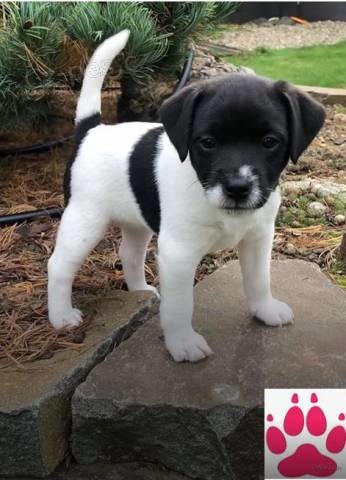 Pejsek a fene�ka PRT - k odb�ru