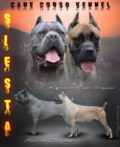 Cane Corso �t��ata