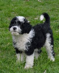 �t��ata sibi�sk�ho huskyho k adopci.