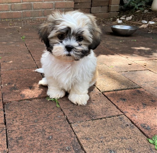 Prod�m �t��ata miniaturn�ho jork��rsk�ho teri�ra