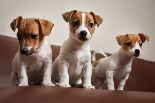 Prod�m �t��ata teri�ra jack russella.