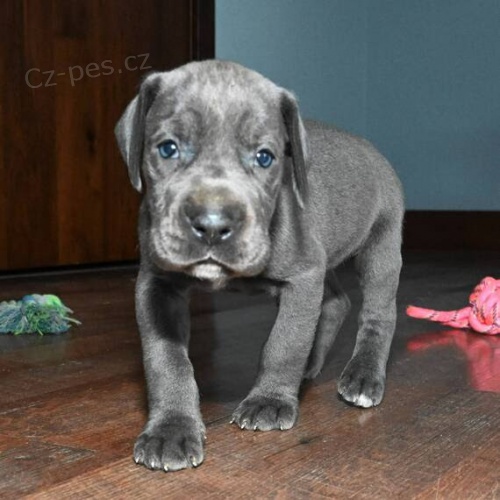 Prod�m �t��ata n�meck� dogy.