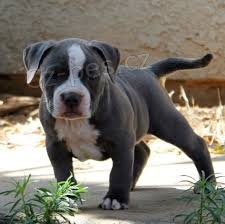 �istokrevn� �t��ata pitbulla