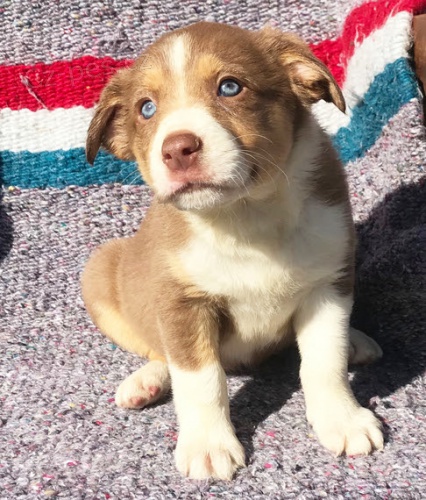 Prod�m �t��ata border kolie