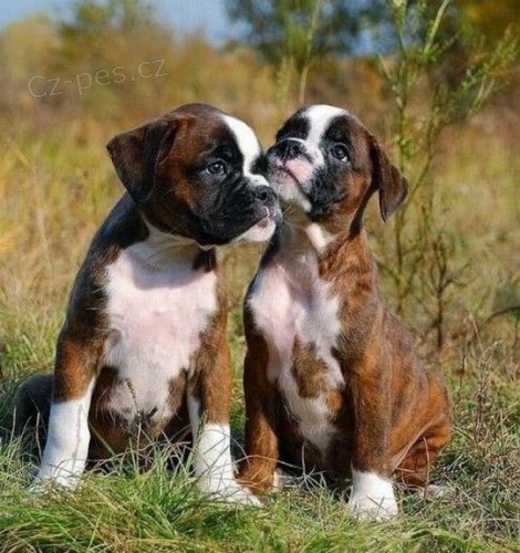 Prod�m �t��ata n�meck�ho boxera