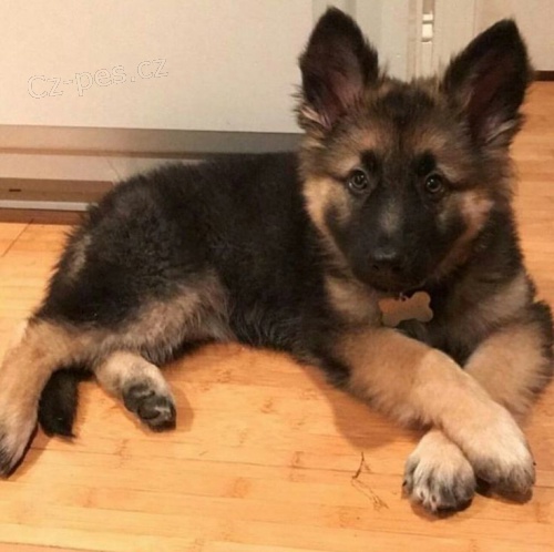 �esk� ov��k �t��ata na prodej