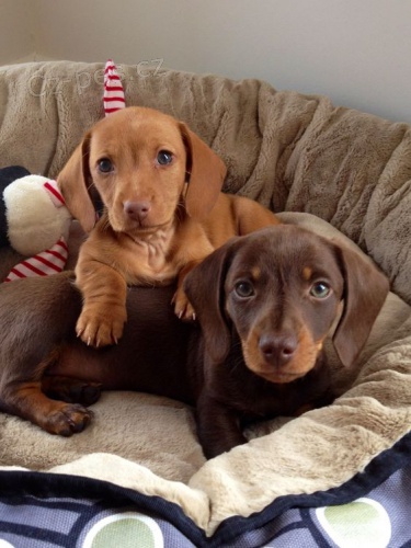 Prod�m kr�sn� kr�tkosrst� �t��ata jezev��k�