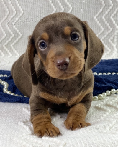 Prod�m kr�sn� �t��ata o�kovan�ch kr�tkosrst�ch jezev��k� fenky a pejska  �t��ata jezev��k� jsou v�echna o�kovan�, od�erven� a miluj� hru s d�tmi a jin�mi zv��aty.