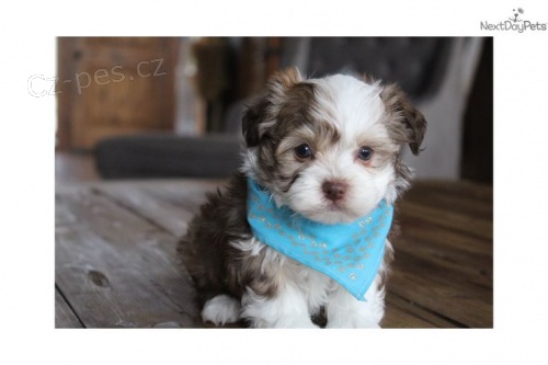 �t��ata havanese na prodej