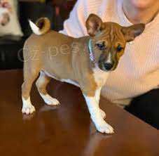 Prod�m �t��ata Basenji