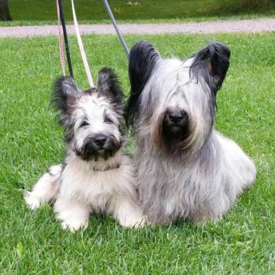 �t��ata Skye Terrier k adopci