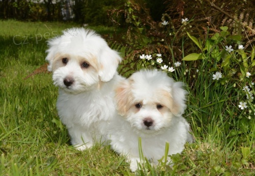 Prod�m �t��ata Coton de Tulear