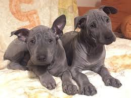 Prod�m �t��ata thajsk�ho ridgebacka