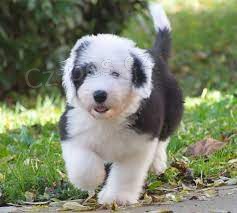 Prod�m �t��ata star�ho anglick�ho ov��ka