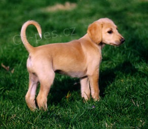 �t��ata saluki na prodej