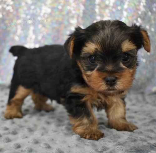 Prod�m roztomil� a kr�sn� miniaturn� �t���tka jork��rsk�ho teri�ra.