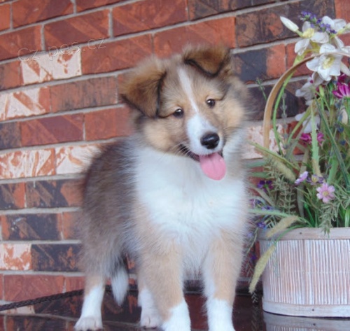 Prod�m �t��ata �eltie