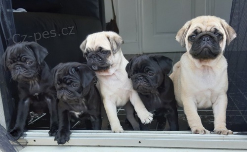 Prod�m o�kovan� �t��ata mops�