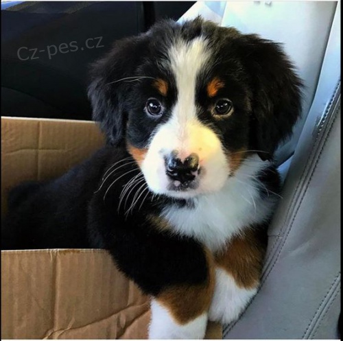 Prod�m kr�sn� �t��ata Bernsk�ho sala�nick�ho psa.