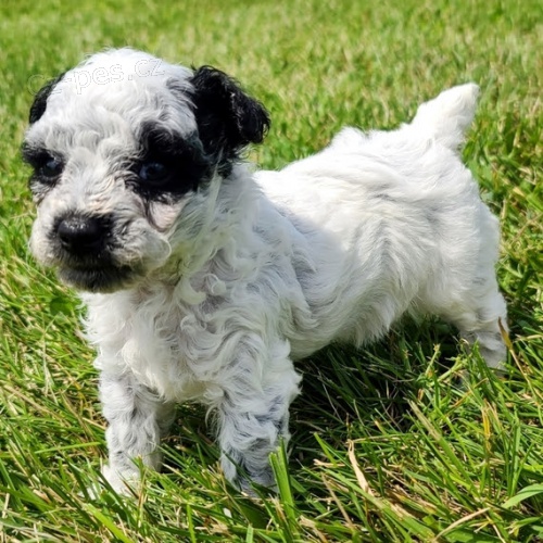 Prod�m miniaturn� �t��ata pudla a feny.