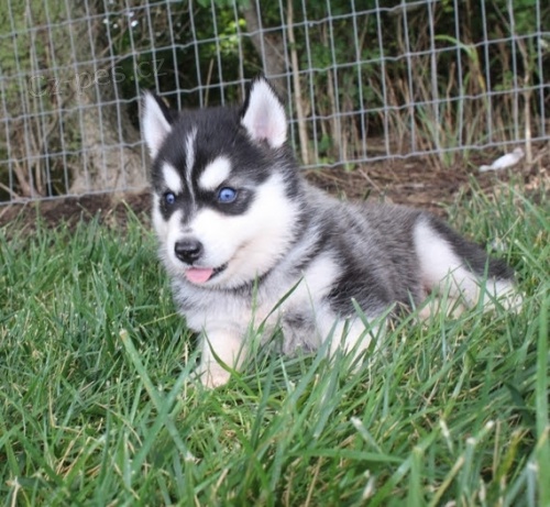 Prod�m �t��ata Pomskies 
