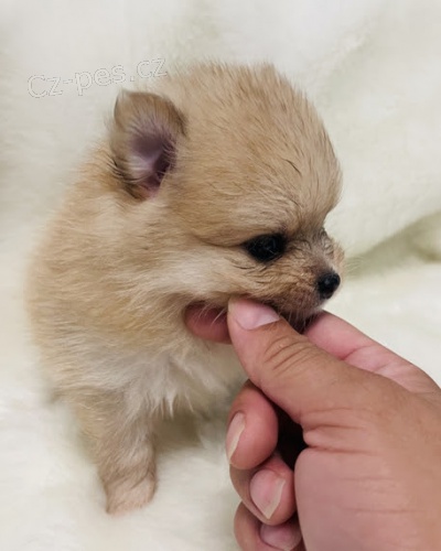 Prod�m �t��ata pomeraniana.