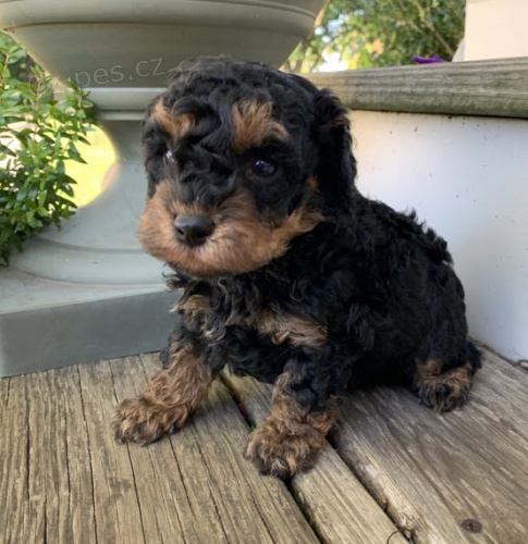 Prod�m zdrav� �t��ata pudla.